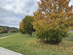IMG_9231.jpeg