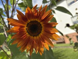 IMG_9111.jpeg