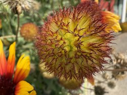 IMG_8595.jpeg