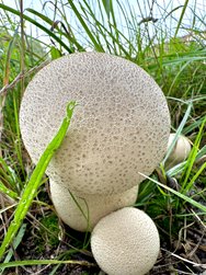 IMG_8644.jpeg