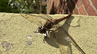 IMG_5576.jpeg