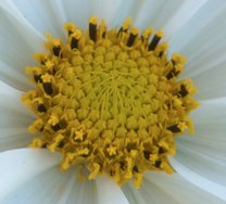 flower.jpg