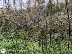 IMG_20241019_093747847_HDR.jpg