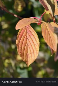 IMG_20241023_131512.jpg