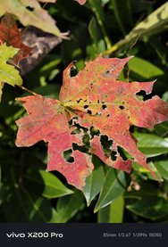 IMG_20241023_131438.jpg