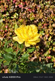 IMG_20241023_130836.jpg