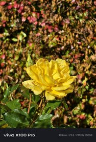 IMG_20241023_130822.jpg