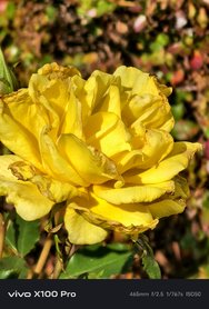 IMG_20241023_130829.jpg