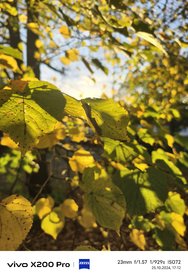 IMG_20241025_171238_Burst01.jpg