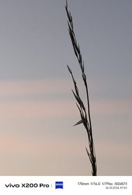 IMG_20241026_075309.jpg