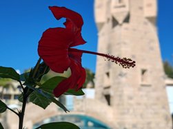 Blume1.jpg