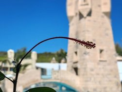 Blume2.jpg