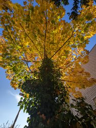 Gcam1_20241024_145241189.jpg