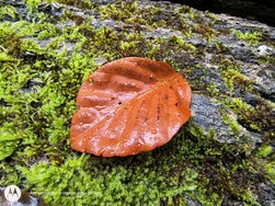 IMG_20241019_100457396_HDR.jpg