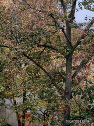 IMG_20241101_131419.jpg