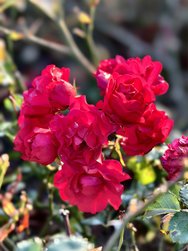 IMG_20241103_145634.jpg