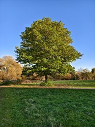 IMG_20241103_152303.jpg