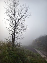 IMG_20241104_075131.jpg