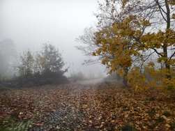 IMG_20241104_075840.jpg