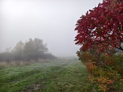 IMG_20241104_082513.jpg