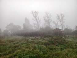 IMG_20241104_082618.jpg