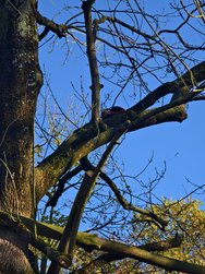 IMG_20241104_145317.jpg