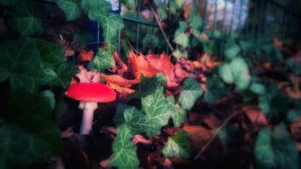 IMG_20241103_171249-01.jpeg