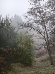 IMG_20241110_160410.jpg
