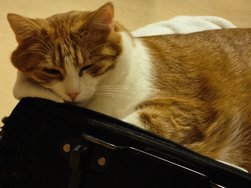 IMG_20241118_031205.jpg