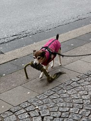 IMG_20241118_161218.jpg