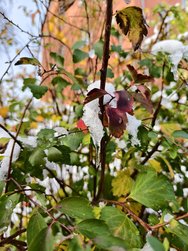 IMG_20241121_142410.jpg