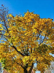 IMG_20241118_111512338_HDR.jpg