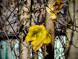 IMG20241125115524-EDIT.jpg
