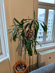 IMG_20241208_130516.jpg