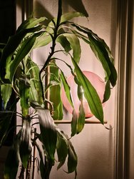 X100Pro_IMG_20241210_205925.jpg