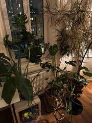 IMG_20241210_210004.jpg