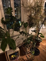 X100Pro_IMG_20241210_205956.jpg