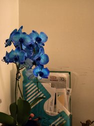 X100Pro_IMG_20241210_210112.jpg