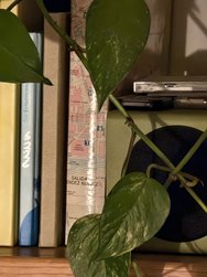 X100Pro_IMG_20241210_210517.jpg