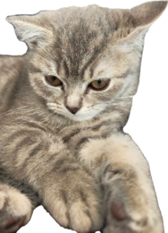 1733871034885.png