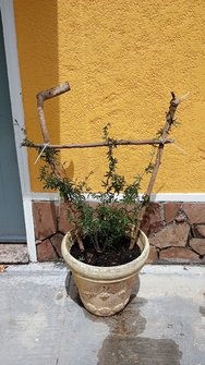 IMG_20241206_110301.jpg
