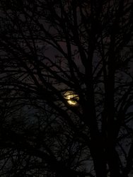 IMG_20241227_072342.jpg