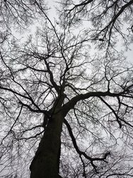 IMG_20241227_091935388_HDR.jpg