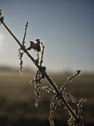 IMG_20241228_095241.jpg