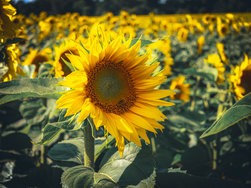 IMG_20240713_170408.jpg