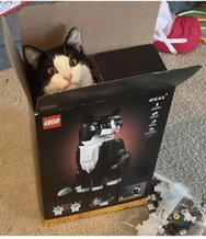 Cat in the Box.jpg