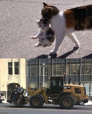 Cat.jpg