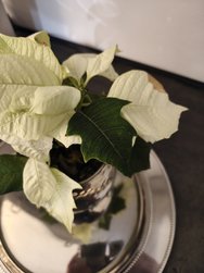 IMG20250108192707.jpg