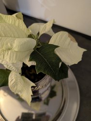 PXL_20250108_182704534.jpg