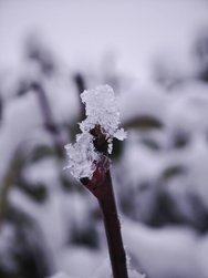 IMG_20250109_163829.jpg